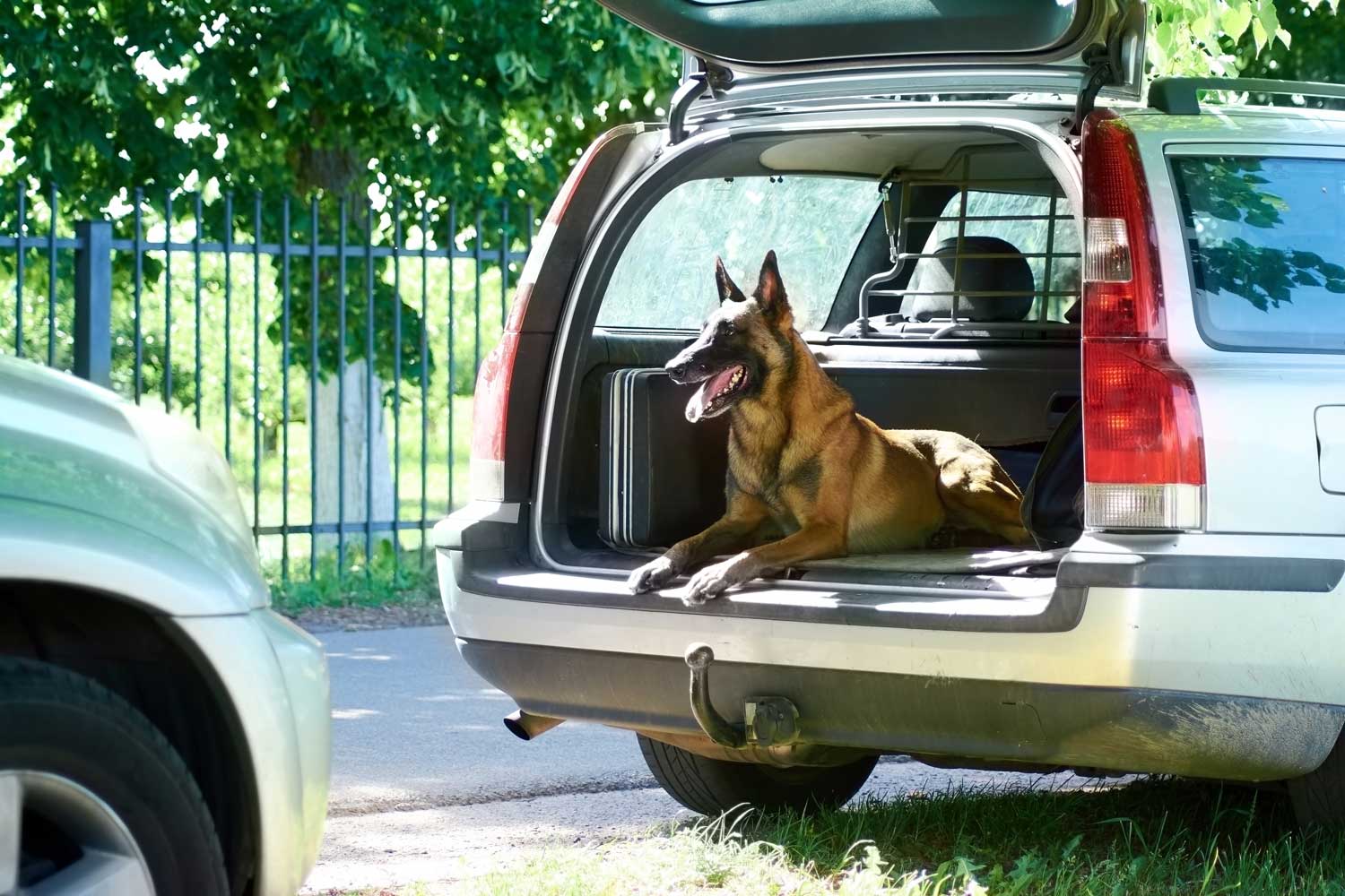 A large dog sits in the rear cargo area of a station wagon with the hatch open