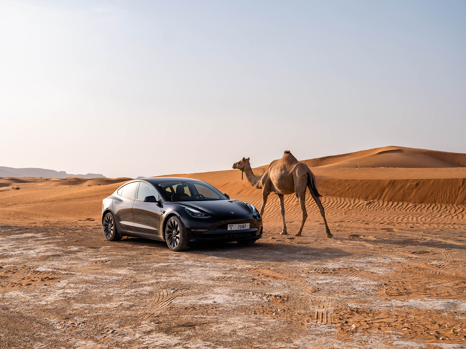 Tesla Model 3 in black parked adjacent a camel and a desert sand dune