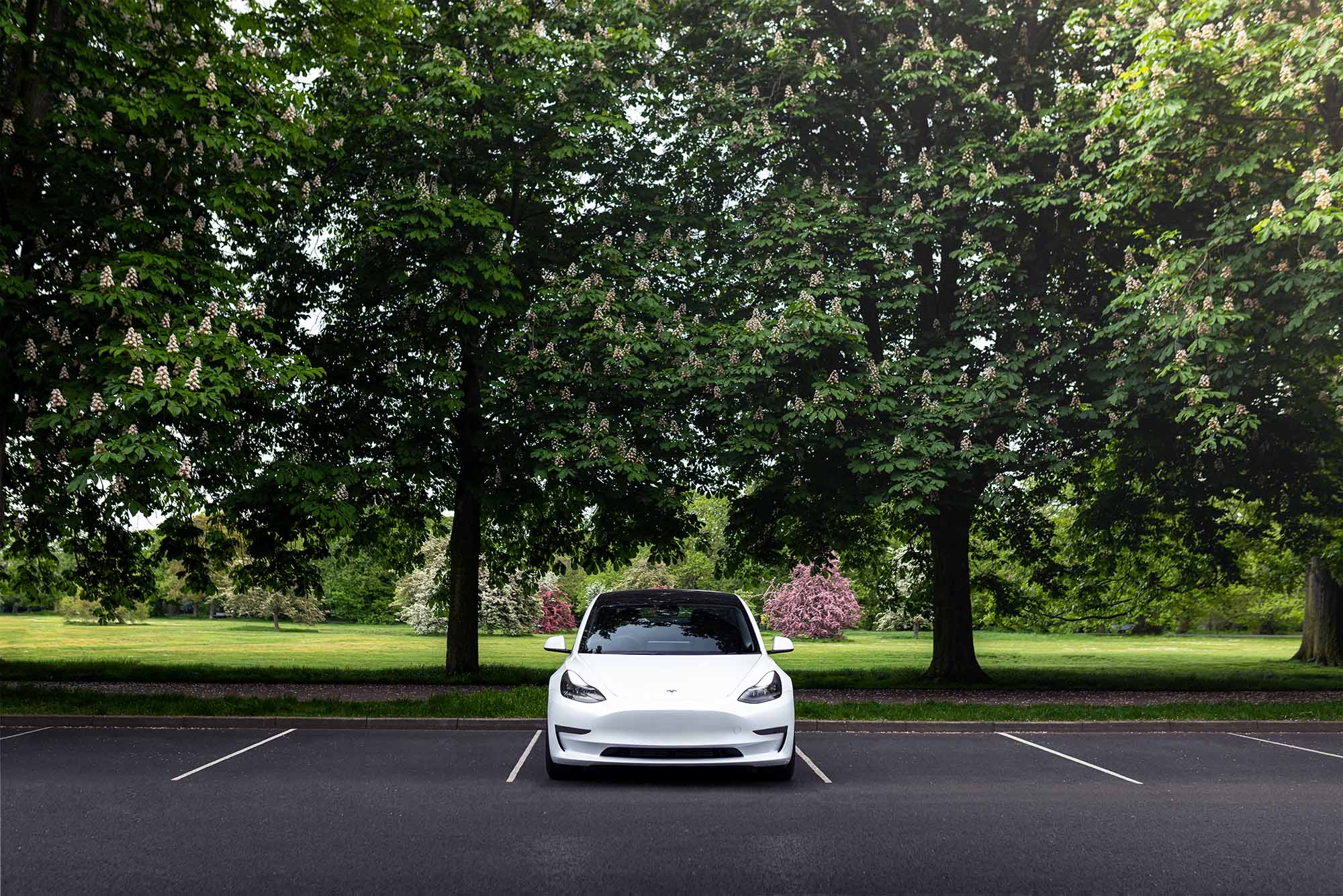 Tesla Model 3 parked in a lot in front of trees