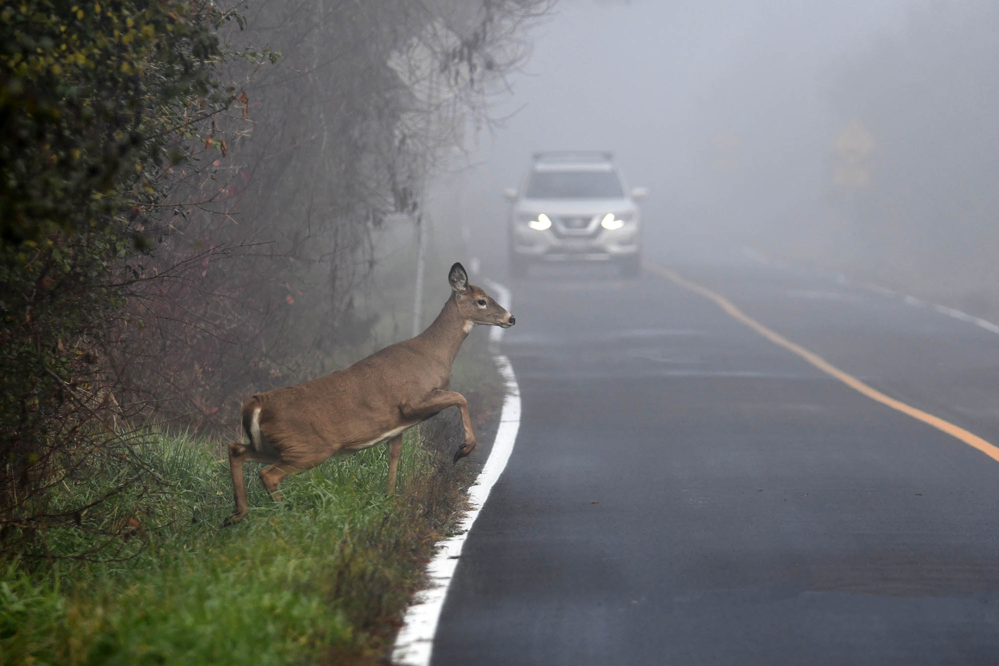 A deer by the side of a paved road with a car in the background