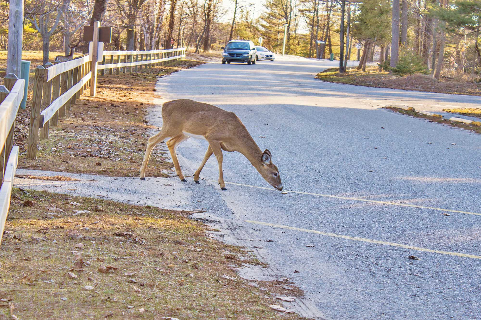 Deer in road as vehicles approach