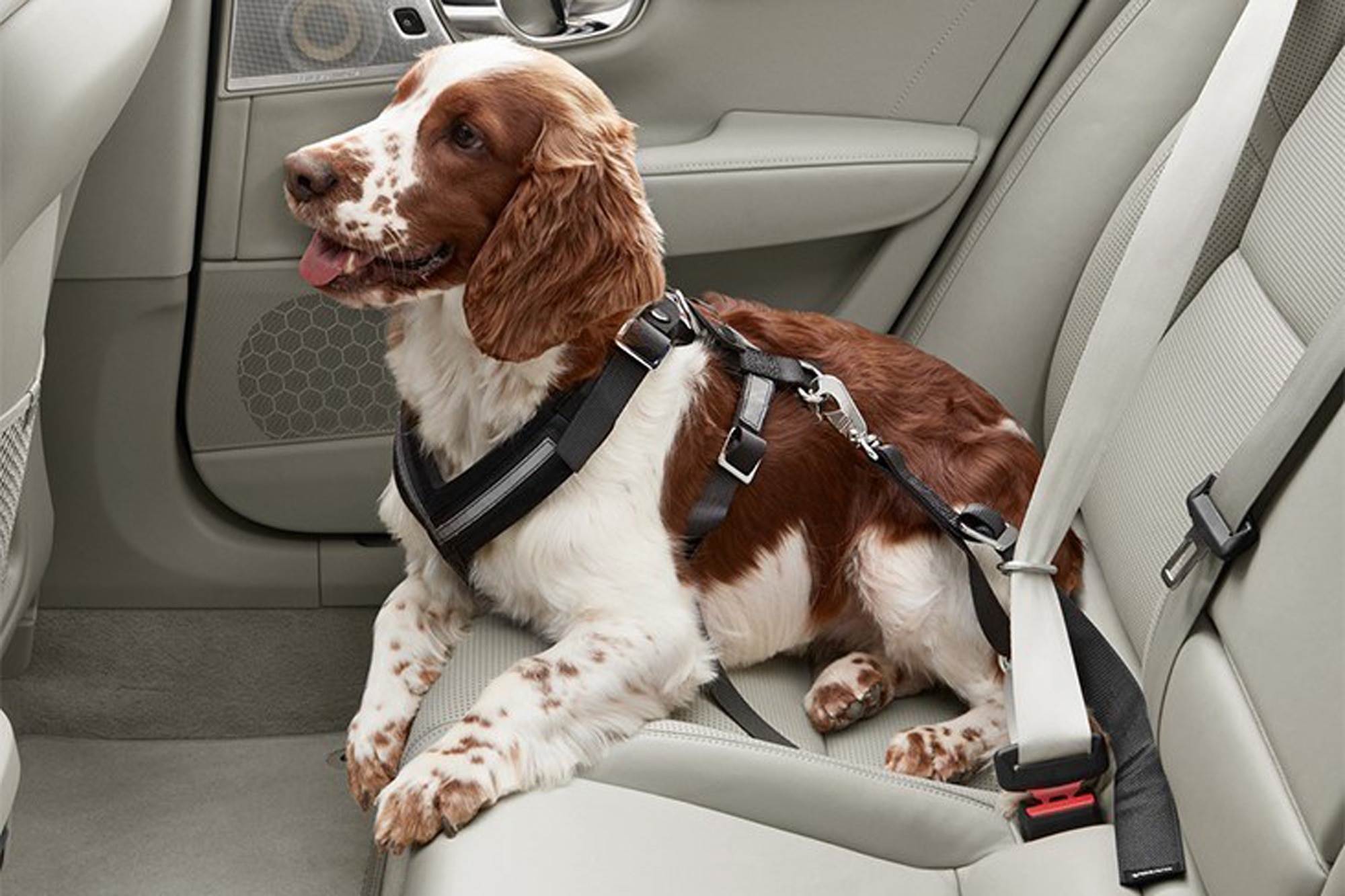 Brown and white springer spaniel wearing a harness in the back seat of a Volvo