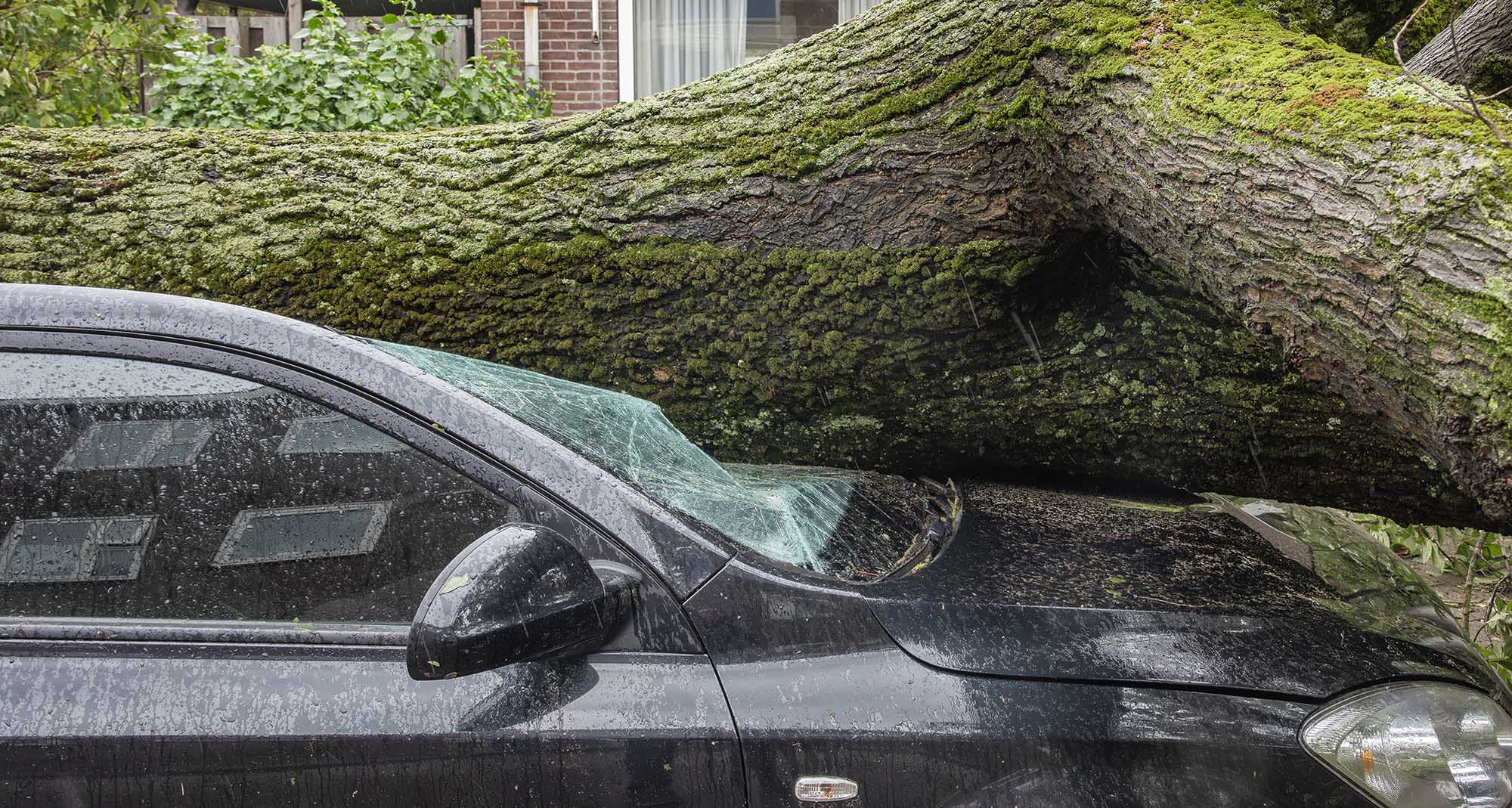 What Happens if Your Neighbor's Tree Falls on Your Car