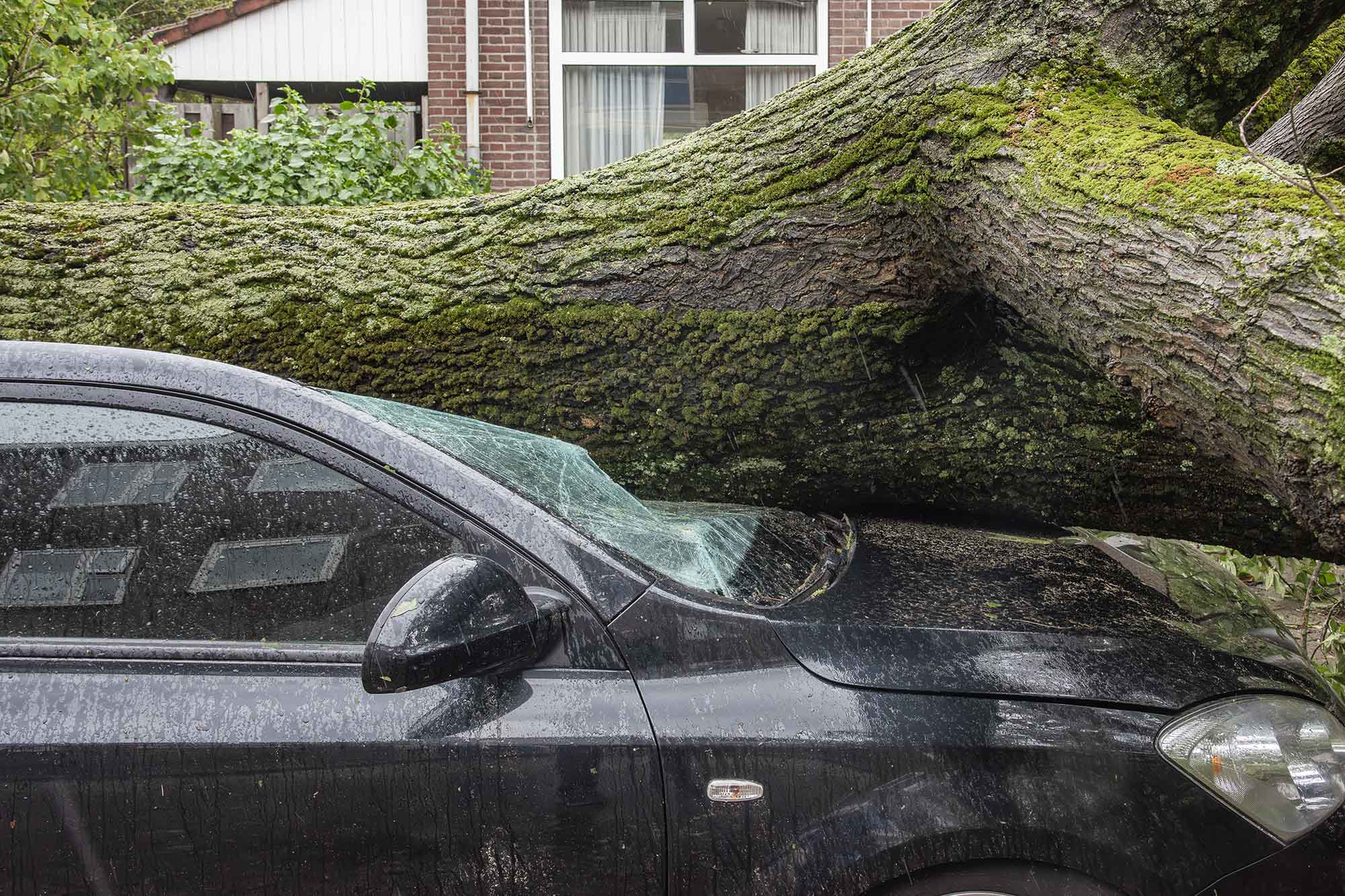 A black car with a fallen tree lying along its hood, windshield, and roof