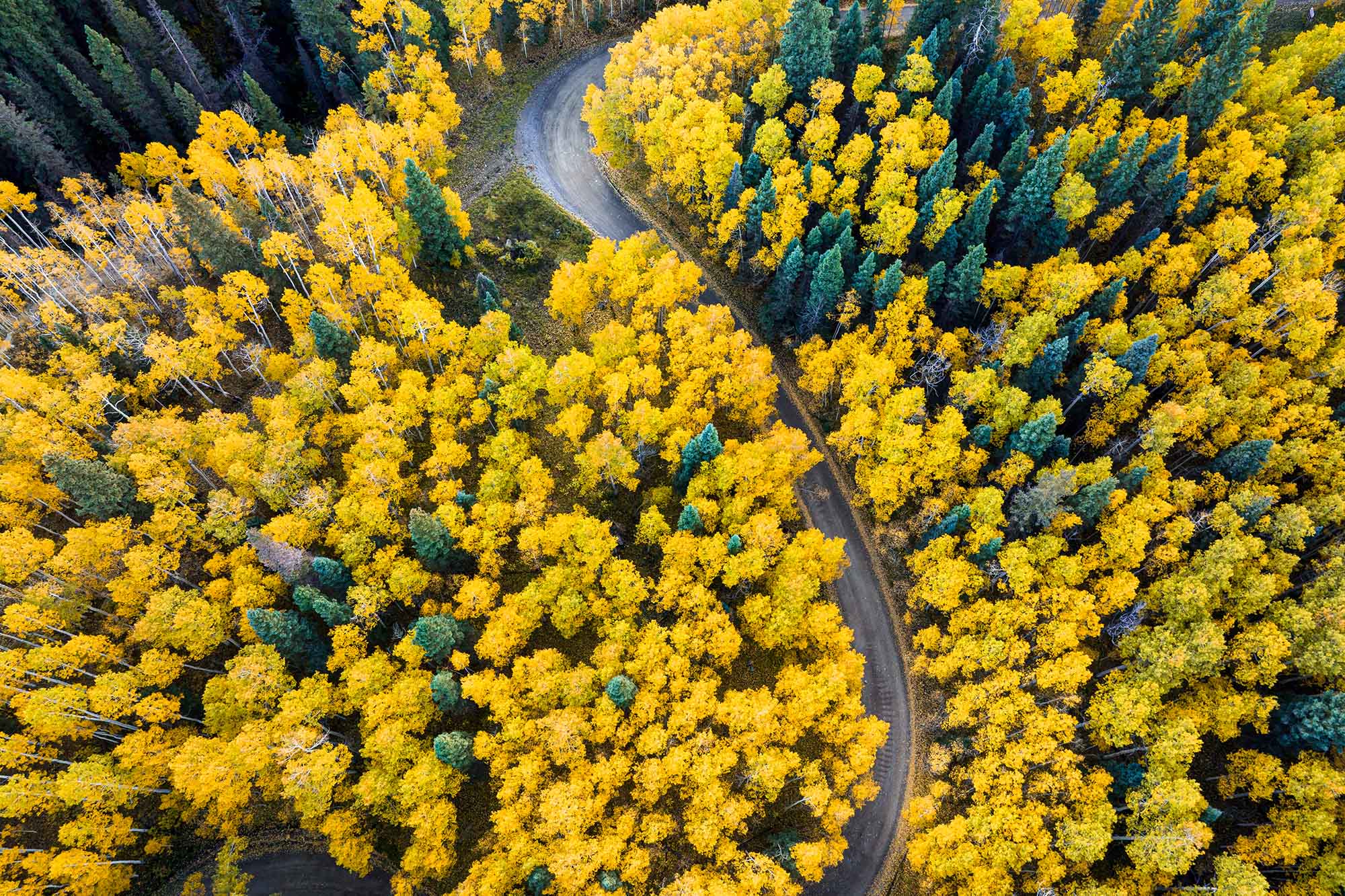  Aerial shot of yellow leaved trees with a road winding through them