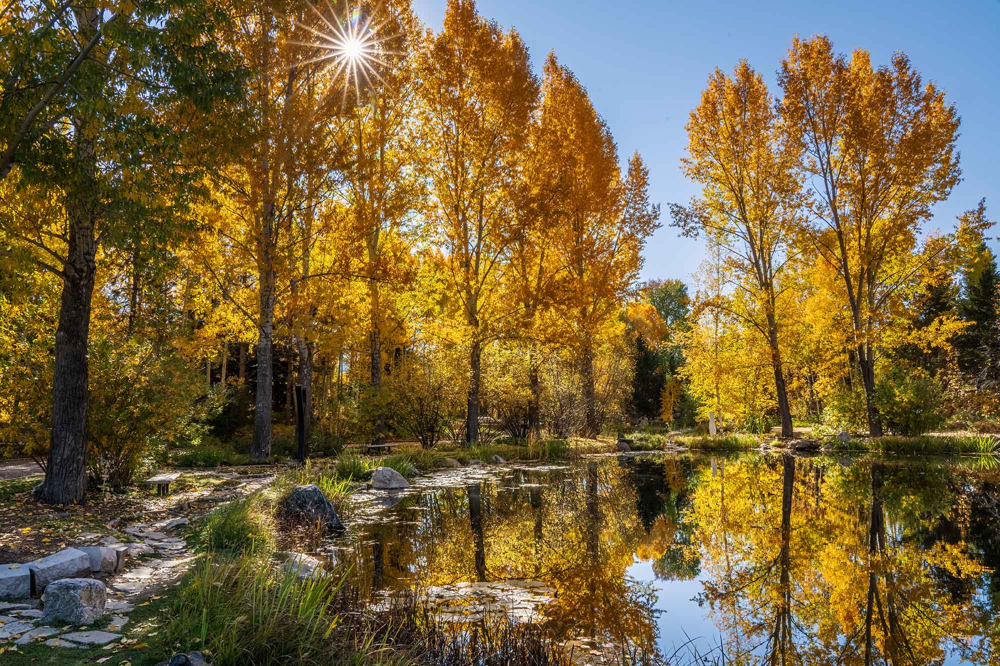 Yellow and orange fall foliage near Steamboat Springs Colorado