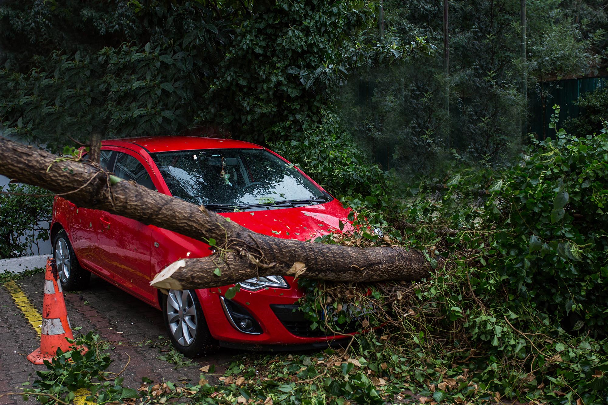 Fallen tree branch on top of a red cars front end.